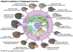 <p>The concept of members of the SAME species evolving to occupy different niches within the same environment.</p>