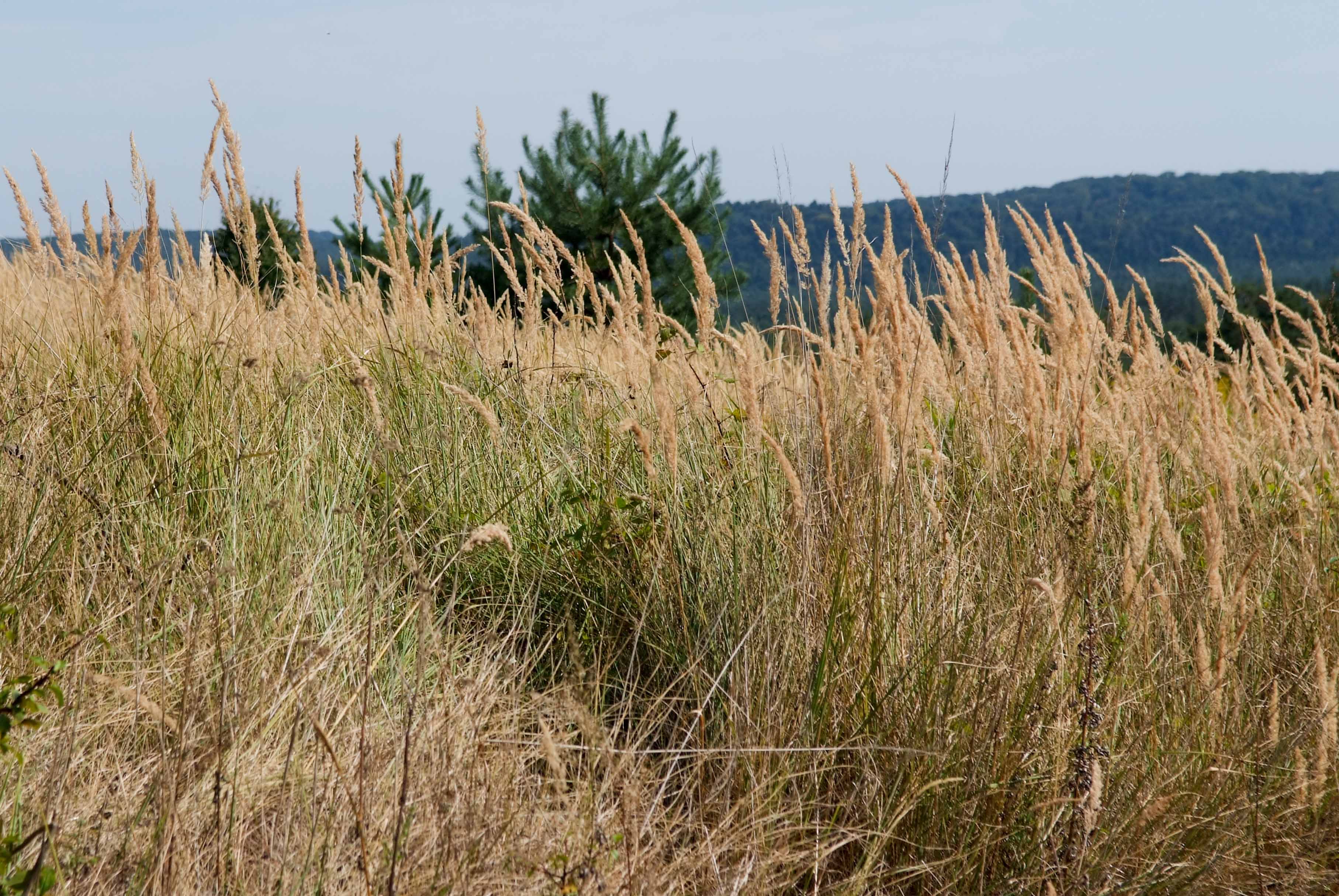 <p>Klasa <strong>EPILOBIETEA ANGUSTIFOLII</strong></p>