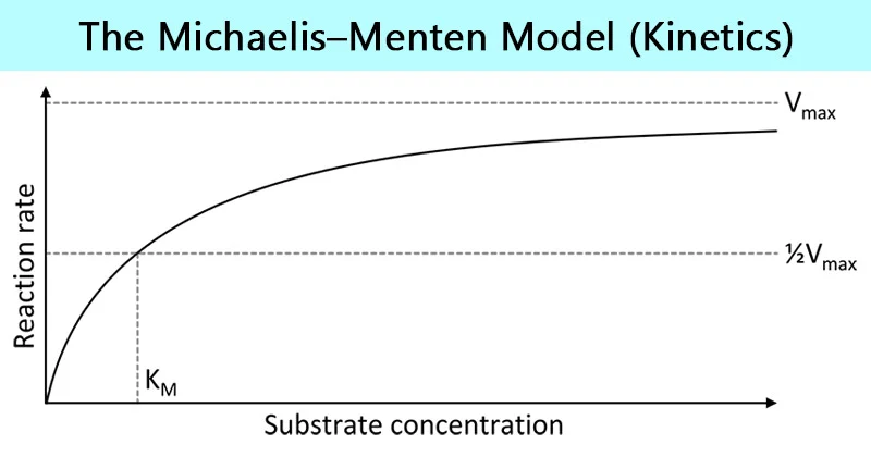 <p>It is a graph that shows how the rate of an enzyme-catalysed reaction changes as substrate concentration increases.</p>