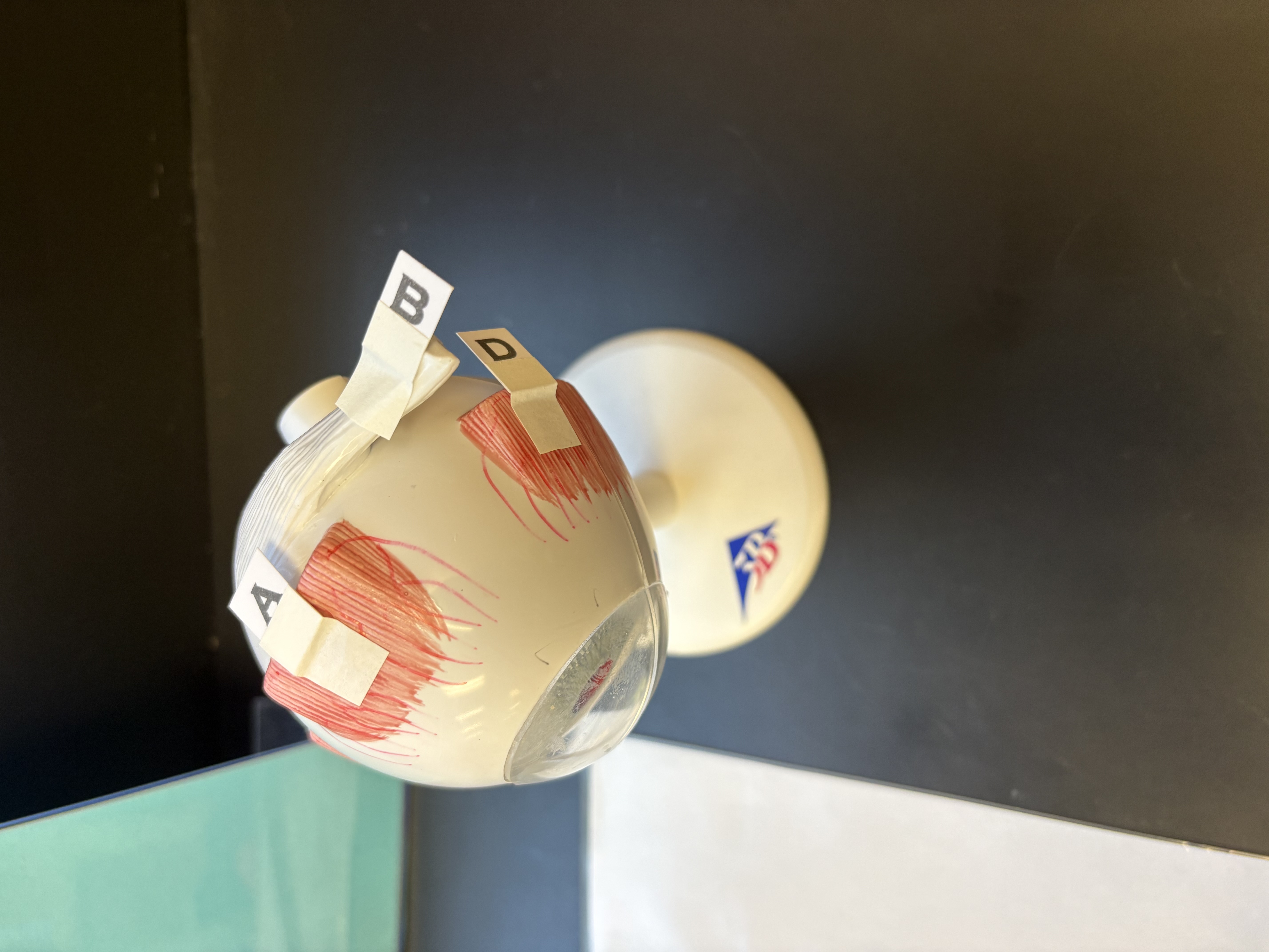 <p>D. identify this muscle</p>