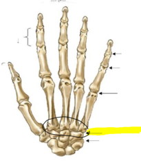 <p>Articulations between carpals and metacarpals</p>