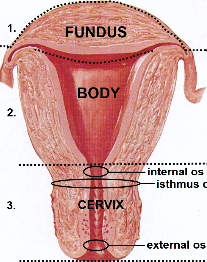 <ul><li><p><strong>Fundus</strong> – upper portion.</p></li><li><p><strong>Body</strong> – middle region where the fetus develops.</p></li><li><p><strong>Cervix</strong> – lower portion projecting into the vagina.</p></li></ul><p></p><p>Function: <span>The uterus, hosts, nourishes, and protect a developing fetus, and to contract rhythmically during labor to expel the baby.</span></p>