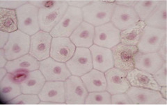 <p>Identify Tissue</p>