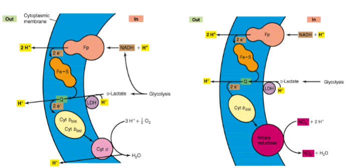 <p>in aerobic: uses cyt O, pumps H+</p><p>in anaerobic: uses nitrate reductase instead of cyt O, needs NO3 present, no protons pumping, but less energy produced bc less proton motive force</p>