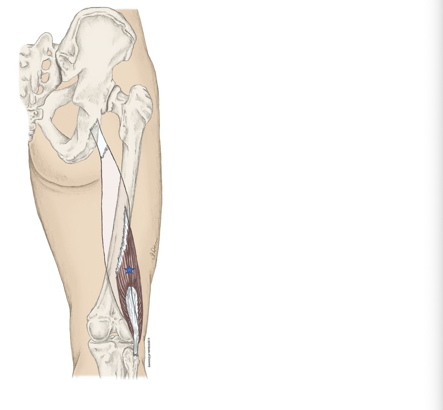 <p><span>From the list of muscles and actions below, identify the "starred" muscle and its primary actions.</span></p>