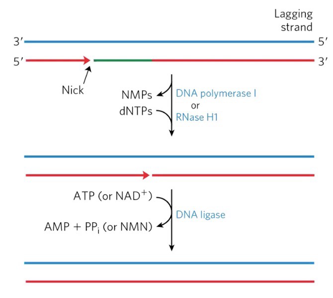 <p><strong>DNA pol I </strong>uses its <strong>5’ → 3’</strong> <strong>exonuclease</strong> to remove <strong>primer</strong> and synthesizes <strong>DNA</strong> to fill the gap</p><p><strong>DNA ligase </strong>repairs the <strong>nick</strong> between <strong>fragments</strong>, linking them into a single DNA strand (Bacteria use <strong>NAD<sup>+</sup> </strong>for DNA ligase)</p>