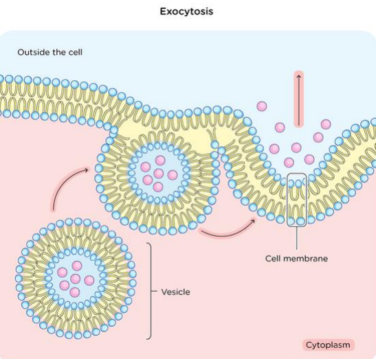 <p>Exocytosis is the process by which cells expel materials, increasing cell surface area and decreasing volume. </p>