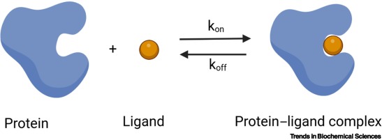 <ul><li><p><span style="color: green;">strength of chemical attraction</span> between messenger and receptor</p></li></ul><p></p>