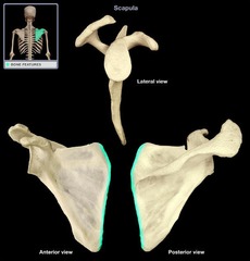 <p>Inner edge of the scapula</p>