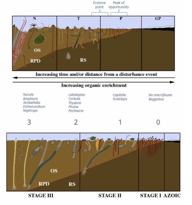 <p>As you move away from disturbance zone in 4 stages</p><ol><li><p><strong>Anoxic</strong> zone</p></li><li><p><strong>Polluted</strong> zone</p></li><li><p><strong>Transition</strong> zone</p></li><li><p><strong>Highly diverse</strong> zone</p></li></ol><p></p>