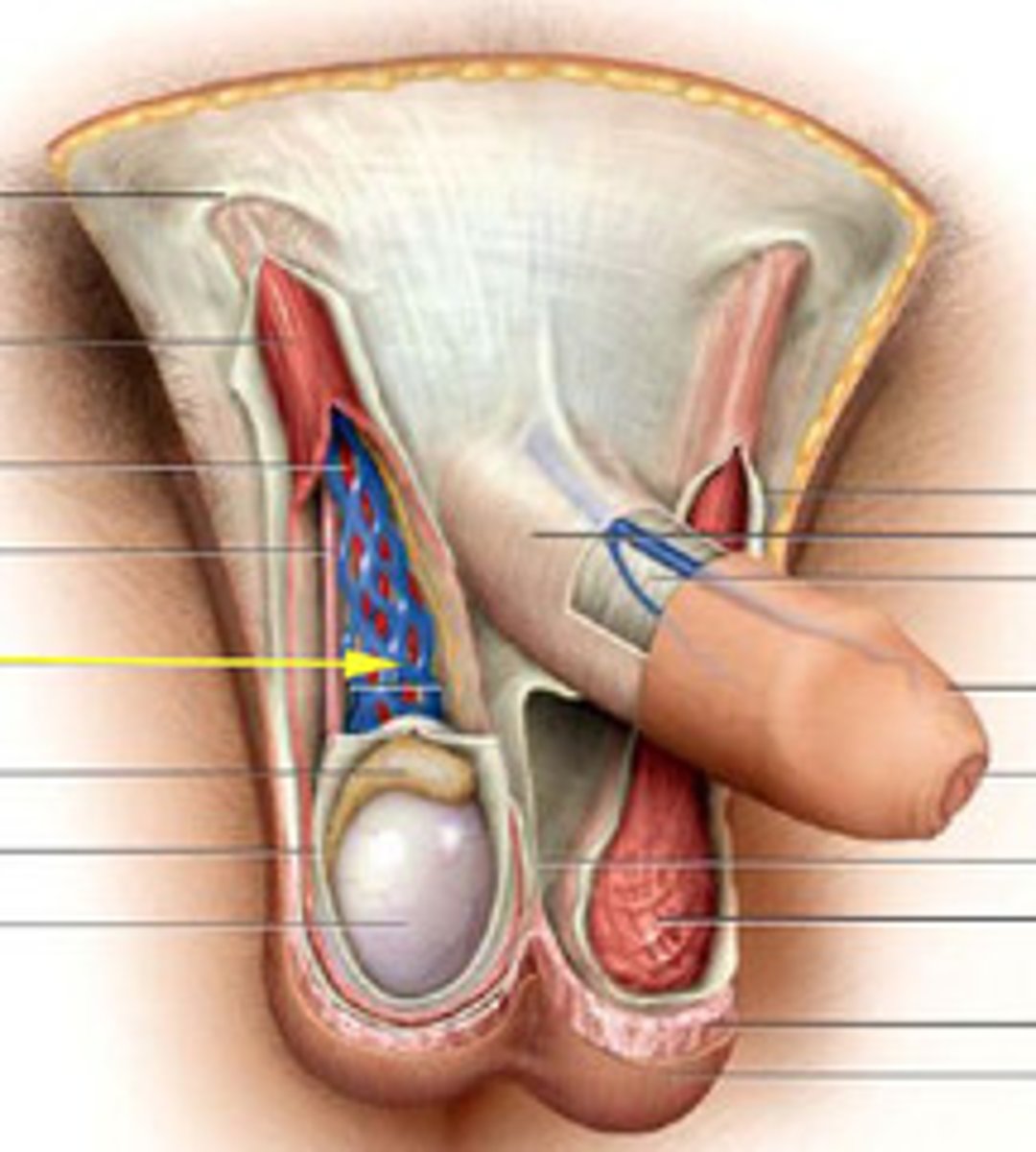 <p>a network of testicular veins that drain the testes and absorb body heat from the testes and scrotum</p>