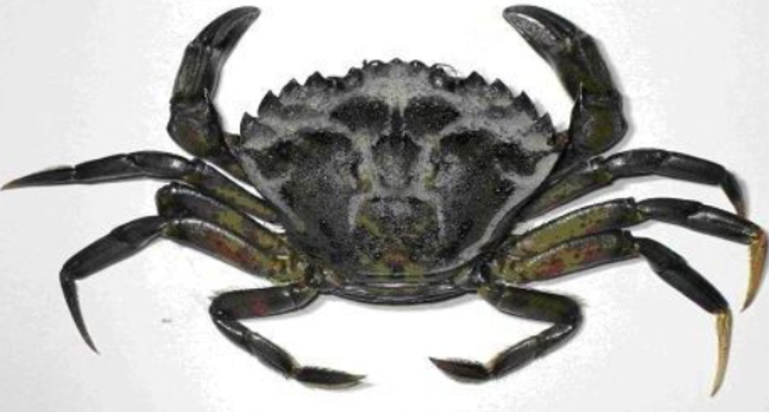 <p>flume tank</p><p>count number of european green crabs (crab in image)</p><p>ai crab detection</p><p>or manual counting</p><p>report answer on form</p>