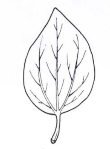 <p>Leaf venation</p>