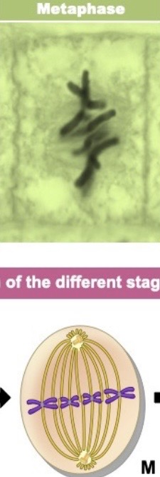 <p>chromosomes line up single file along equator(middle)</p><p>– Positioned there by spindle fibers</p><p></p>