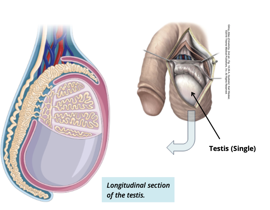 <ul><li><p>2 oval shaped organs (balls) </p></li><li><p>produce spem</p></li><li><p>develop the male reproductive system </p></li></ul><p></p>