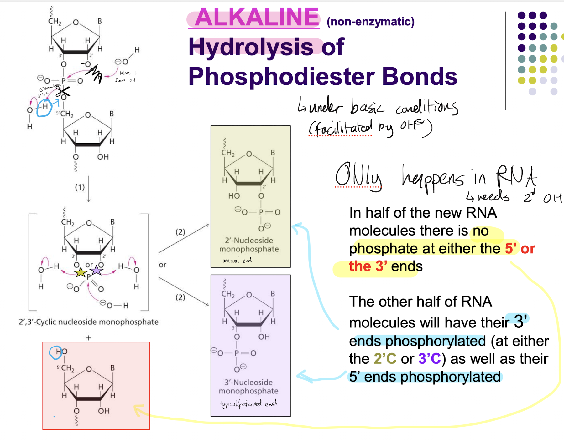 <p>The negatively charged free-floating hydroxyl donates its electrons to bond with the H from the 2’ hydroxyl group on the RNA, taking the H from the OH. The newly formed water molecule accepts electrons from the phosphodiester bond to cleave it.</p><p>After passing through an intermediate, half of the newly formed RNA molecule chains will have no phosphate at either end (phosphates removed from what was previously 5’ end, and 3’ end will only have OH) or forms a nucleoside (if not part of a chain). </p><p>The other half of the RNA molecules will have both their 3’ and 5’ ends phosphorylated (take the phosphates from the other half onto what is now the 3’ end, already have phosphates at their 5’ end). Because the RNA intermediate had free oxygen on both the 2’ and 3’ C, the new phosphorylated RNA can have their 3’ end phosphorylated at either 2’C or 3’C. (Nucleoside bisphosphate if not part of a chain)</p>