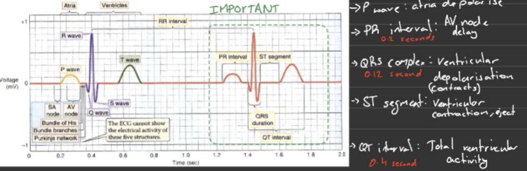 <ul><li><p><strong>P wave</strong> → atria depolarise → <strong>atria contract (atrial systole)</strong></p></li><li><p><strong>PR interval</strong> → delay at AV node → <strong>ventricles fill with blood</strong></p></li><li><p><strong>QRS complex</strong> → ventricles depolarise → <strong>ventricles contract (ventricular systole) - AV valves close</strong></p></li><li><p><strong>ST segment</strong> → ventricular contraction → <strong>blood is ejected</strong></p></li><li><p><strong>T wave</strong> → ventricles repolarise → <strong>ventricles relax (diastole)</strong></p></li></ul><p></p>