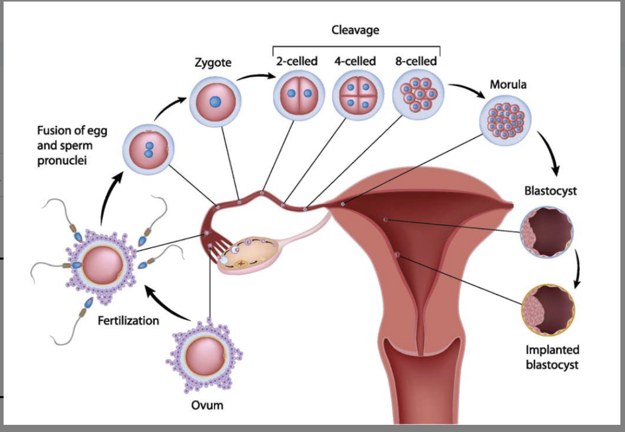 <p>implantation</p>