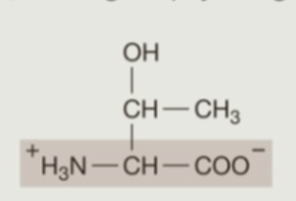 <p><strong>Hydrophilic</strong> (<strong>Polar</strong>) Amino Acids: <strong>Neutral</strong></p>