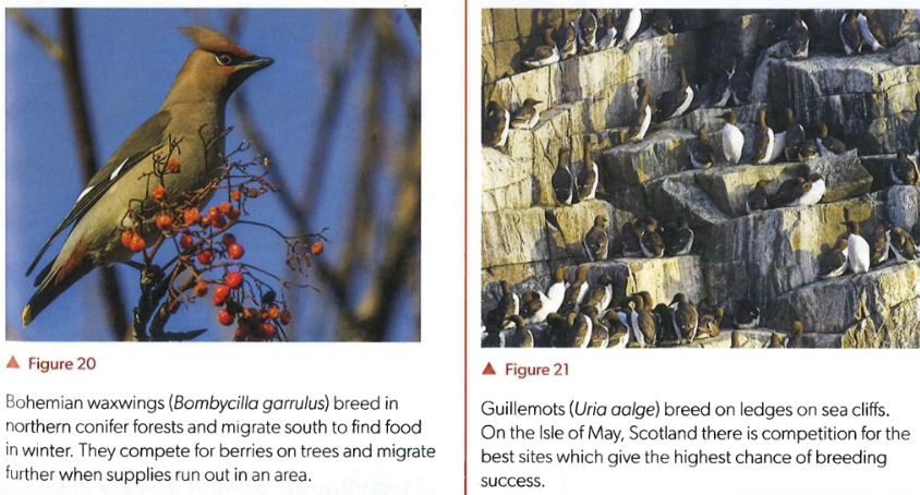 <ul><li><p>Organisms share an ecological niche</p></li><li><p>Compete for resources</p></li><li><p>Natural selection</p></li></ul><p>E.g. plants compete for light, flowers for pollination, bohemian waxwings migrate south for food and berries, guillemos compete for breeding sites on cliffs</p>
