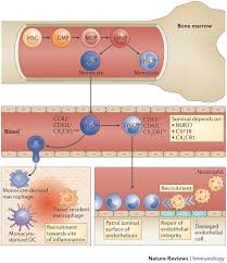 <p>What do monocytes become in tissues?</p>