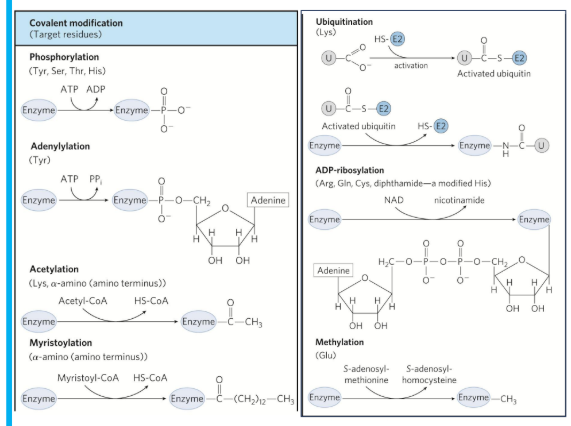 <p><strong>Phosphoryl Groups Affect the Structure and Catalytic Activity of Enzymes</strong></p><ul><li><p>__________ = catalyze the <span style="color: blue;"><strong>attachement of phosphoryl groups to specific amino acid residues </strong></span>(Ser, Thr, Tyr, His) </p></li></ul><p></p>