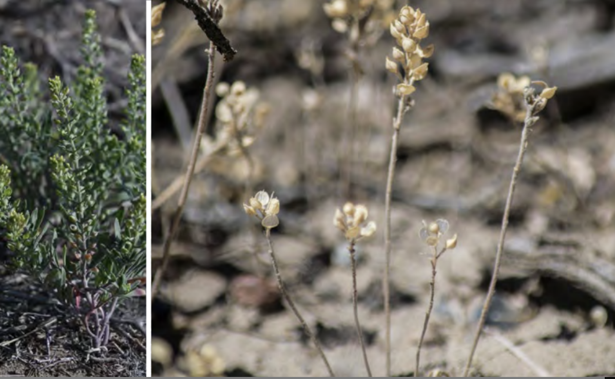 <ul><li><p>Desert alyssum</p></li><li><p>Mustard family</p></li><li><p>INTRODUCED</p></li></ul><p></p>