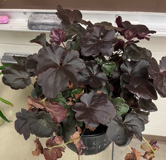 <ul><li><p>rough texture on the leaves</p></li><li><p>deep purple/maroon </p></li></ul><p></p>