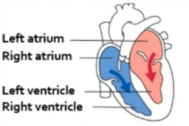 <ul><li><p>Heart is relaxed</p></li><li><p>Pressure in heart is low</p></li><li><p>Atrioventricular valves are open</p></li><li><p>Blood flows passively into the atria and into ventricles</p></li><li><p>Semilunar valves are closed</p></li></ul><p></p>
