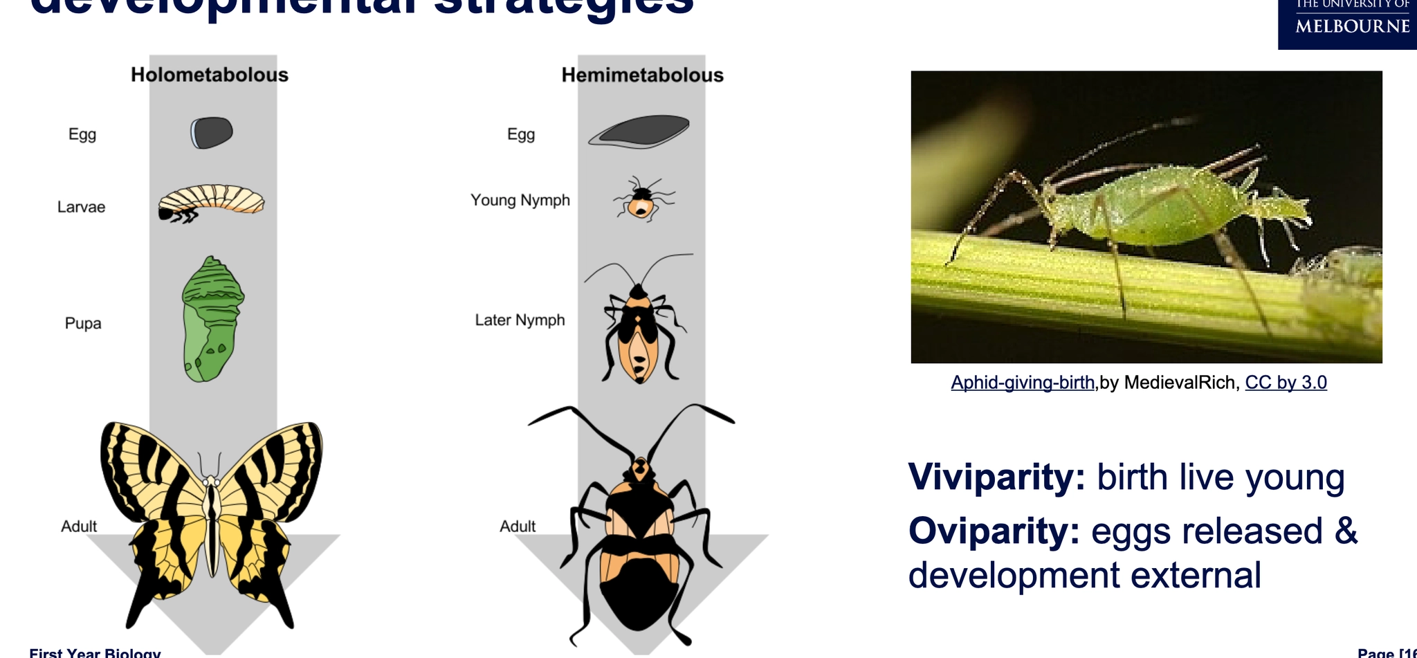 <p><strong>Viviparity:</strong> birth live young</p><p><strong>Oviparity:</strong> eggs released &amp; development external</p>