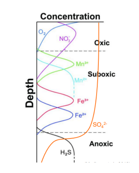 <p>Why are Fe2+ and Mn2+ more abundant in suboxic/anoxic zones?</p>