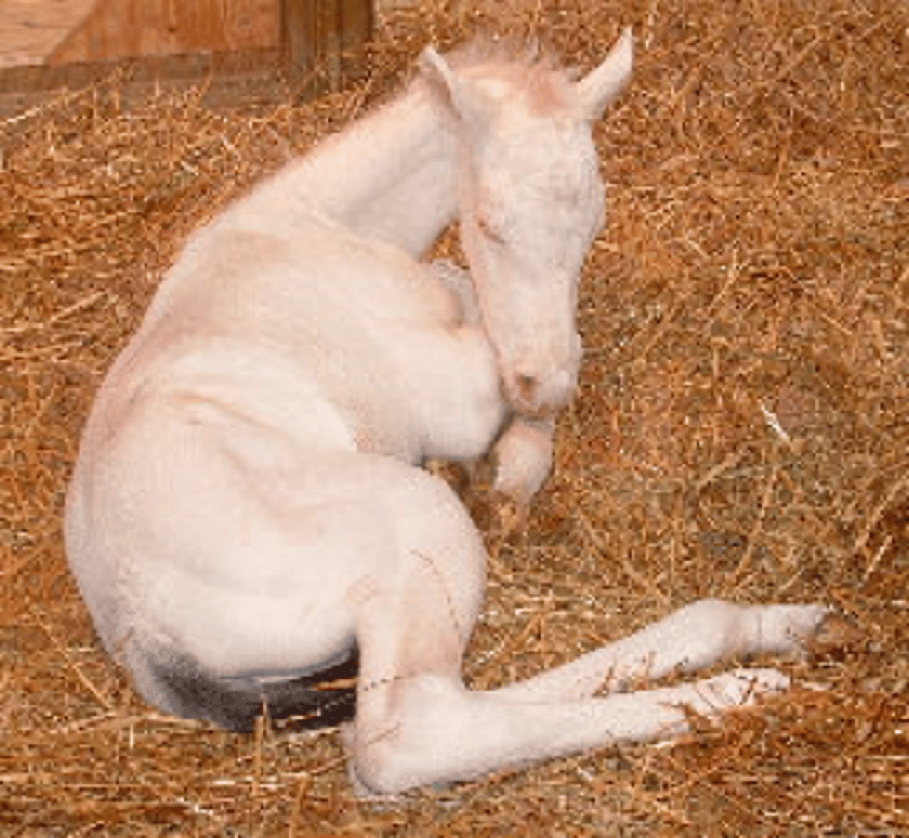 <p>Breed affected: Frame overos</p><p>Appearance: white foal w/ deformity in GI tract (kills foal)</p><p>-dominant (Ff --> normal genotype, FF--> affected)</p><p>Test: N/A</p>