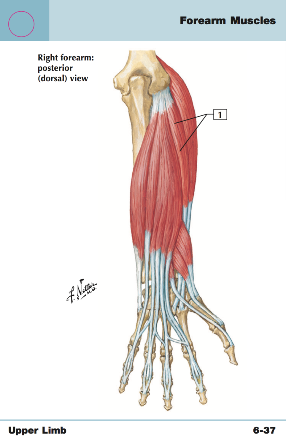<p>+Origin/insertion</p>