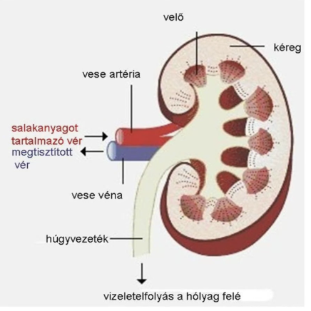 <ul><li><p style="text-align: justify;"><span style="background-color: transparent;"><em>Ren</em> (görögül <em>nephros</em>)</span></p></li><li><p style="text-align: justify;"><span style="background-color: transparent;">Kiválasztószerv, a vérből szűri a bomlástermékeket</span></p></li><li><p style="text-align: justify;"><span style="background-color: transparent;">Képzi a vizeletet</span></p></li><li><p style="text-align: justify;"><span style="background-color: transparent;">Működése létfontosságú</span></p></li><li><p style="text-align: justify;"><span style="background-color: transparent;">Páros, bab alakú szerv</span></p></li><li><p style="text-align: justify;"><span style="background-color: transparent;">Hátsó hasfalon, a hashártya mögött, a gerincoszlop két oldalán, az utolsó háti és az első két ágyéki csigolya magasságában helyezkedik el</span></p></li><li><p style="text-align: justify;"><span style="background-color: transparent;">Színe: vörösesbarna</span></p></li><li><p style="text-align: justify;"><span style="background-color: transparent;">Hármas falú tok veszi körül (belső, középső, külső)</span></p></li><li><p style="text-align: justify;"><span style="background-color: transparent;">Homorulatában található a vese-kapu (<em>hilus renalis</em>), itt lép be a vese artéria (<em>arteria renalis</em>), és itt lép ki a vese véna (<em>vena renalis</em>), a húgyvezeték (<em>ureter</em>), nyirokerek és idegek</span></p></li></ul><p></p>