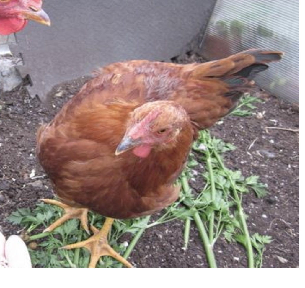 <p>A back that is crooked, roached, or otherwise malformed.</p>