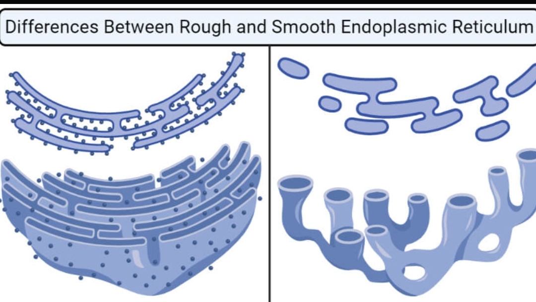 <p>Compare between Rough E.R and Smooth E.R</p><p></p>