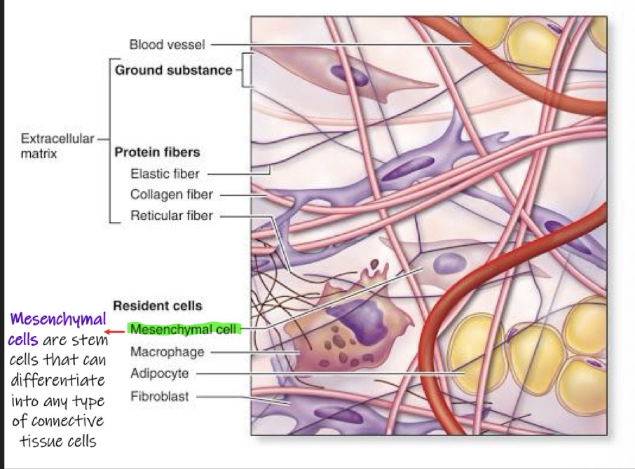 <p>1) mesenchymal cells: stem cells that can differentiate into any type of connective tissue cells</p><p>2) fibroblasts: responsible for making the extracellular matrix</p><p>3) macrophage </p><p>4) adipocyte </p>