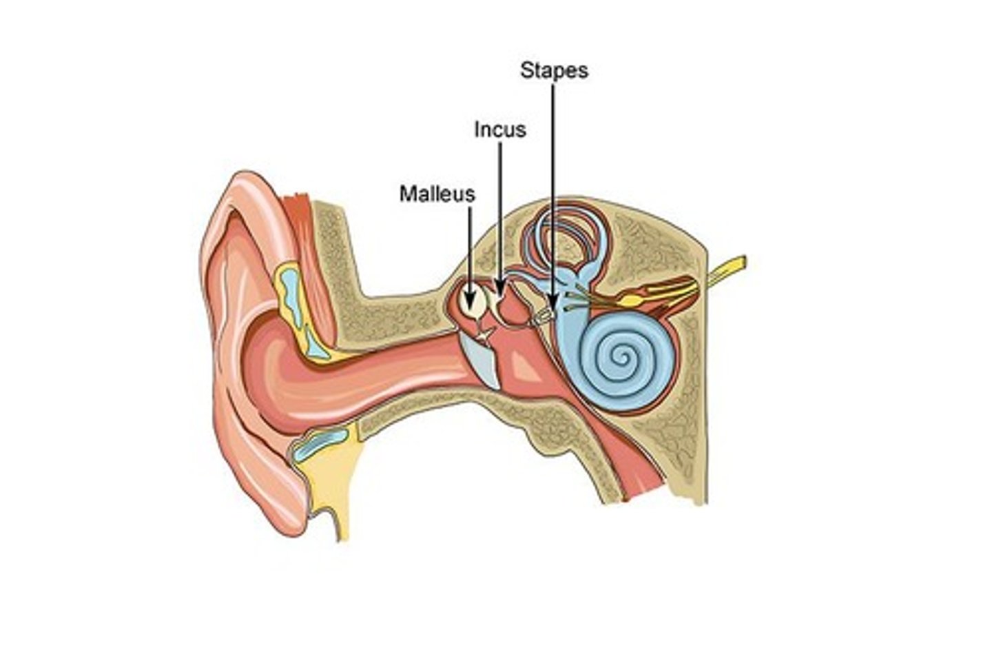<p>6 bones.</p>