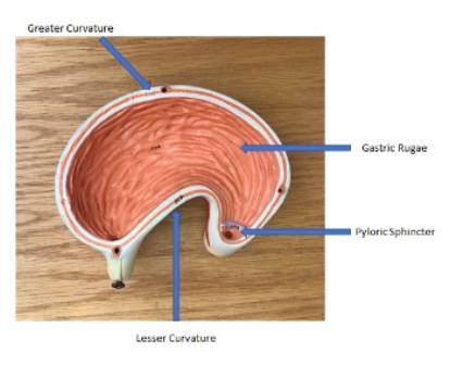 <p>gastric rugae, pyloric sphincter, lesser curvature, greater curvature</p>