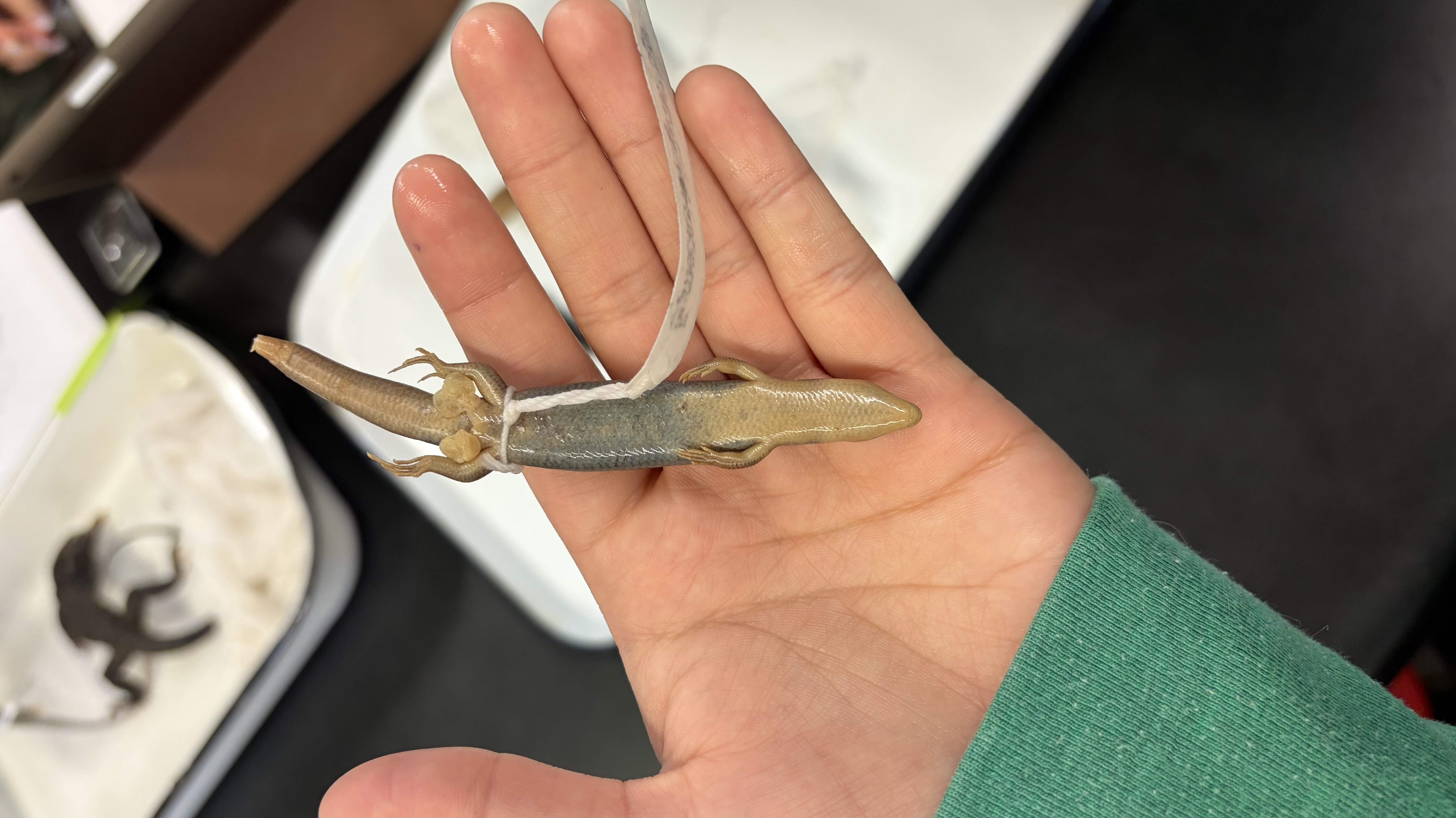 <ul><li><p>Squamata</p><ul><li><p>Scincomorpha</p><ul><li><p>Scincidae</p><ul><li><p><em>Plestiodon tetragrammus</em></p></li></ul></li></ul></li></ul></li></ul><p></p>