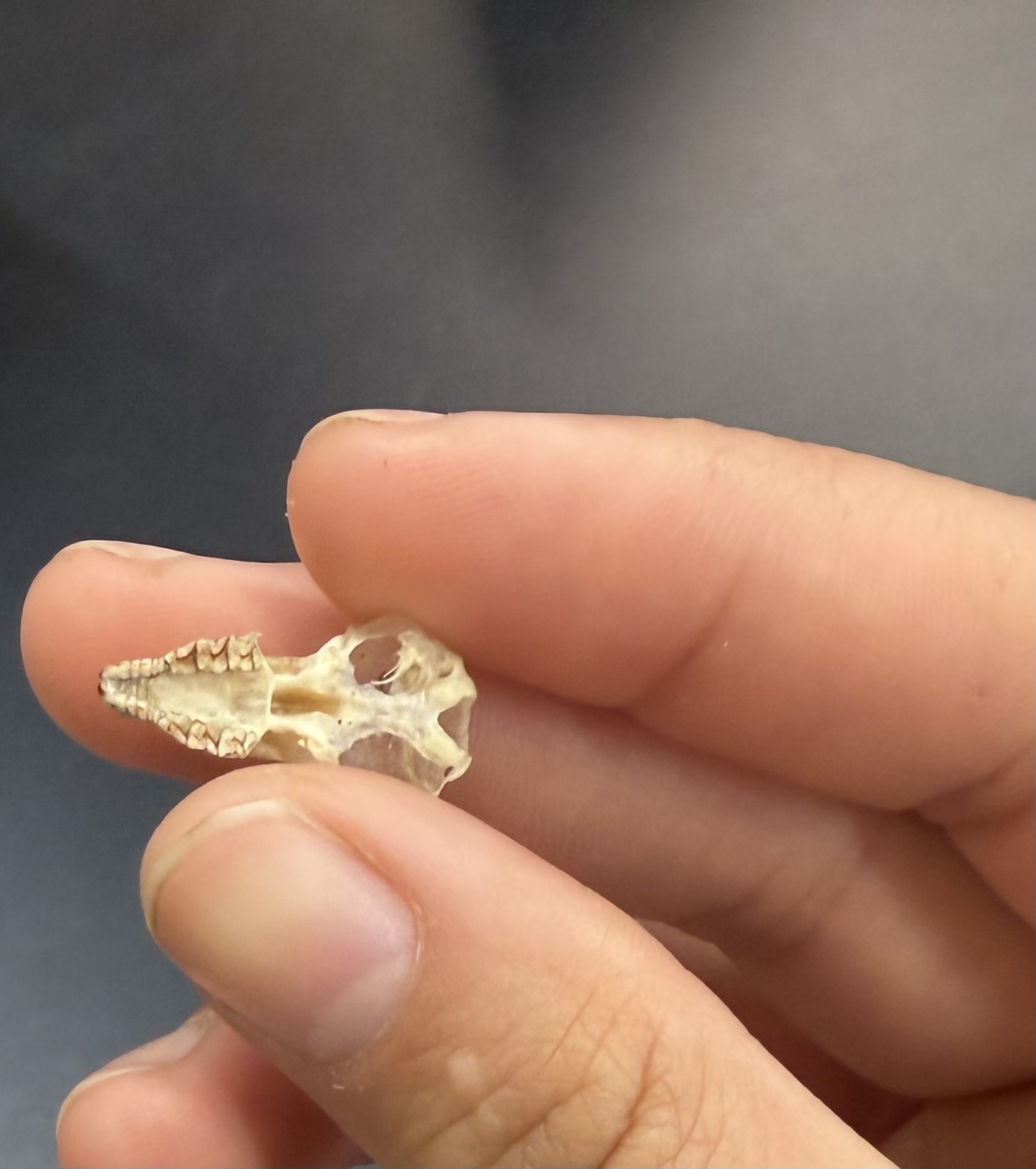 <ul><li><p>Eulipotyphla</p><ul><li><p>Soricidae</p><ul><li><p>Worldwide except Australia and S. America</p></li><li><p>Insectivore and Carnivores</p></li></ul></li></ul></li></ul><p></p>