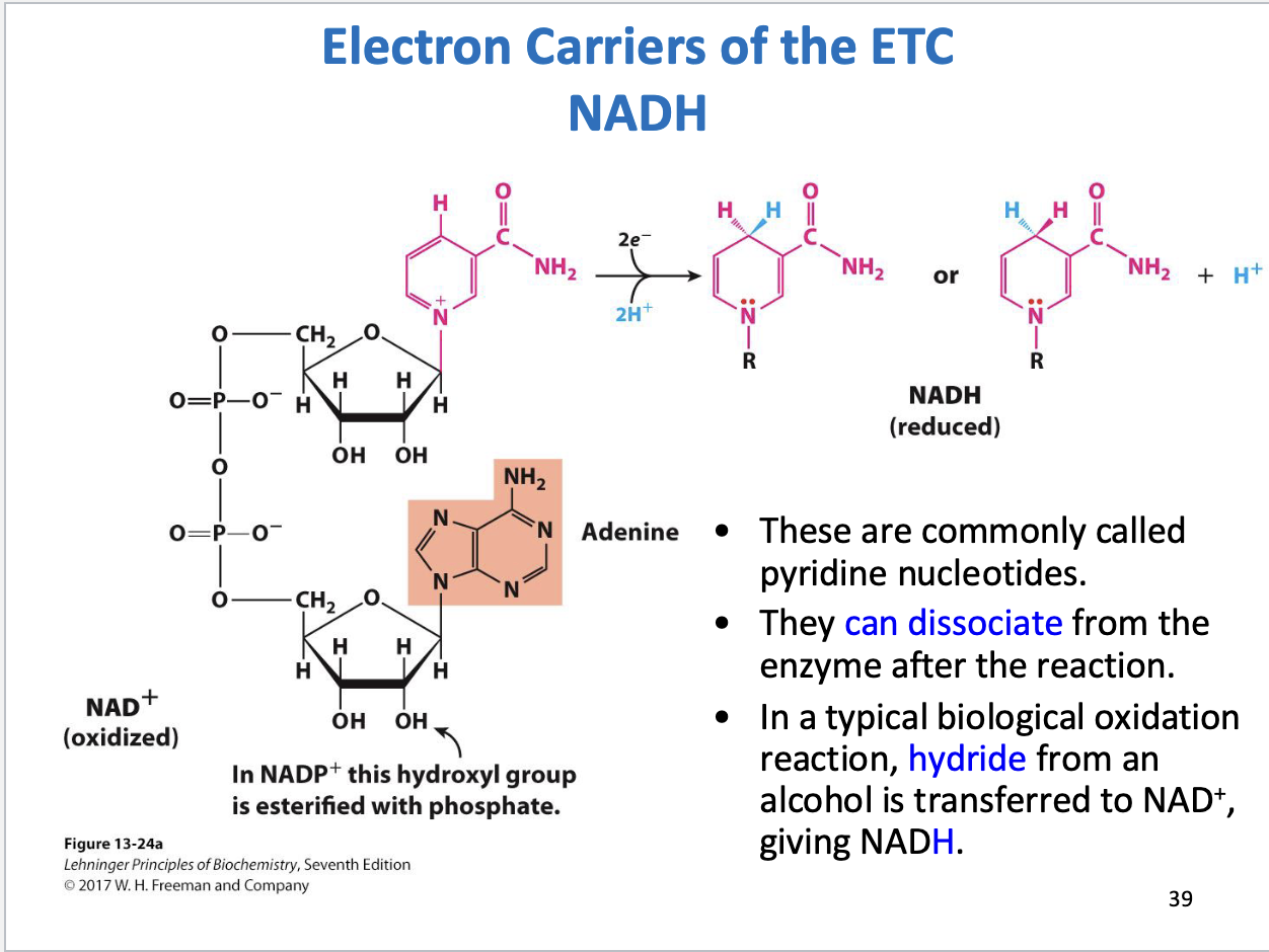 <ul><li><p>Dissociate from enzyme after reaction</p></li></ul><p></p>