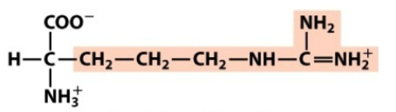 <p>Which amino acid is this?</p>