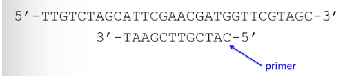 <p><span style="background-color: transparent;"><strong>You set up the following sequencing reaction by adding DNA polymerase, dNTPs, a small amount of ddATP, and the 12bp primer shown. What sizes of products would you expect from this reaction?&nbsp;</strong></span></p><p><span style="background-color: transparent;">A) 14, 15, 18, 21 nucleotides long</span></p><p><span style="background-color: transparent;">B) 19, 21 nucleotides long</span></p><p><span style="background-color: transparent;">C) 15, 21 nucleotides long</span></p><p><span style="background-color: transparent;">D) 16, 18, 20, 21 nucleotides long</span></p><p><span style="background-color: transparent;">E) 3, 6, 7, 12, 15, 21 nucleotides long </span></p><p><span style="background-color: transparent;">(Lecture #7-8 Questions)</span></p>