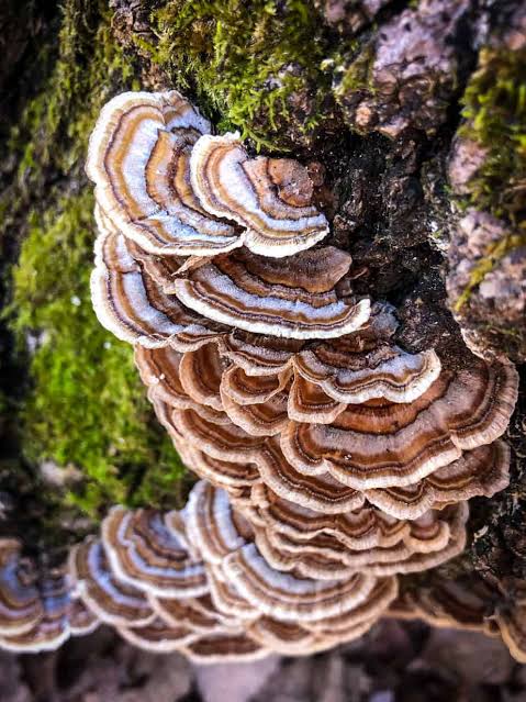 <p>Turkey Tail</p>