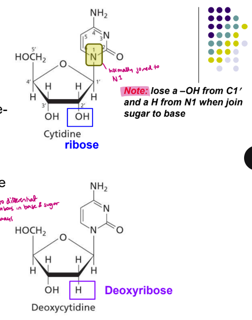 <ul><li><p>purine and prymidine bases linked to a 5 carbon sugar (pentose) to form a nucleoside, building block of nucleic acids</p></li><li><p>carbons in sugar ring are numbered 1’ to 5’ to differentiate, always clockwise</p></li><li><p>RNA has ribose sugar and DNA has 2’ deoxyribose</p></li></ul><p></p>