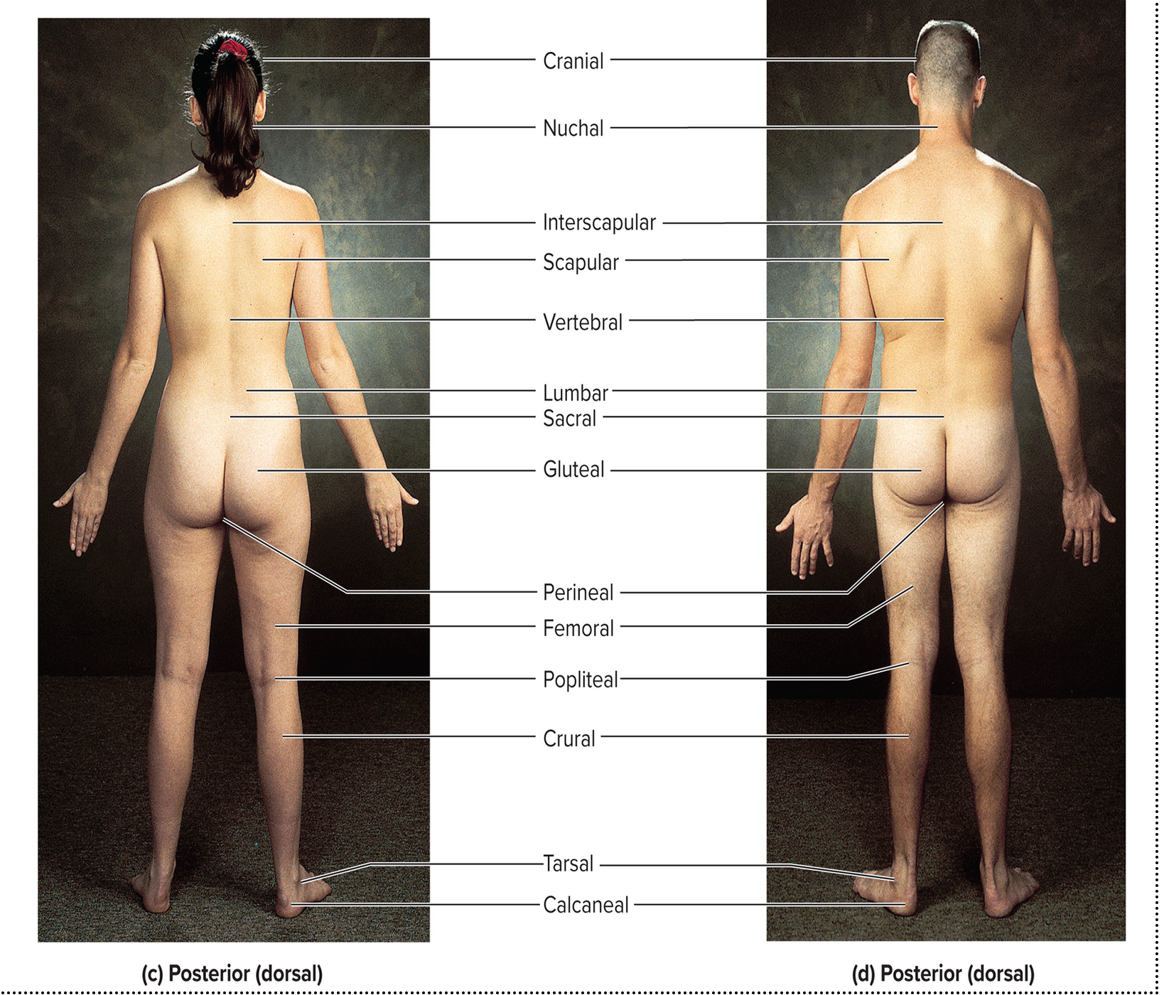<p>posterior dorsal</p>