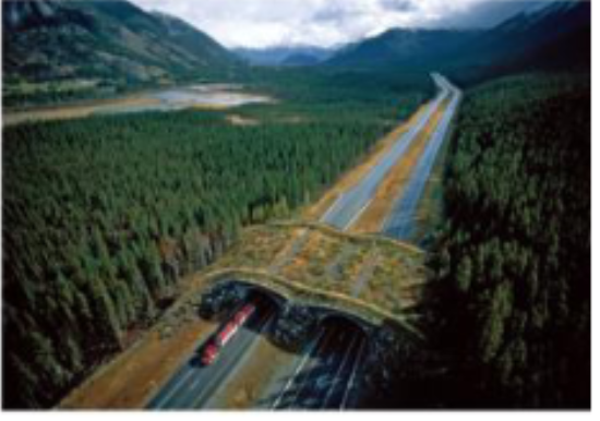 <p>Linear patches that connect blocks of habitat.</p><p>Connectivity can reduce the effects of fragmentation by</p><p>preventing the isolation of populations</p><p><strong>-Increase immigration and prevent local extinctions</strong></p>