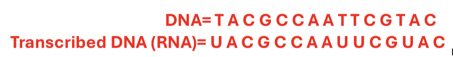 <p>rewriting DNA to match the RNA language (T —> U)</p>