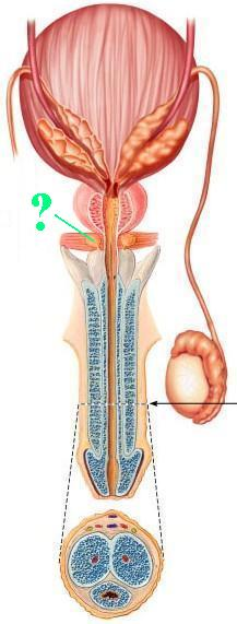 <p><span>Identify the indicated structure.</span></p>